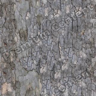 seamless tree bark wood 0002